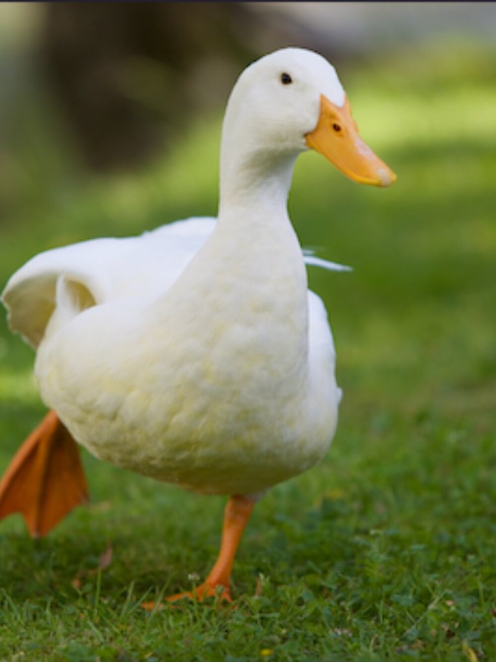 Toy Duck